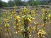 Grotta_Intraleo - 20100515 056.jpg